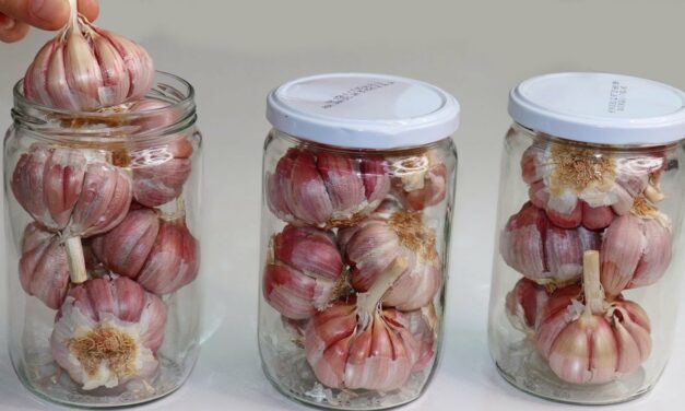 اكل الثوم بطريقة جديدة مستحيل تصدق النتيجة مضاد حيوي طبيعي
